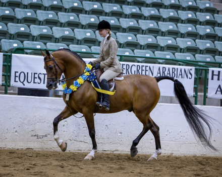 HorseID: 2304322 Dare To Dream PA+/ - PhotoID: 1087271