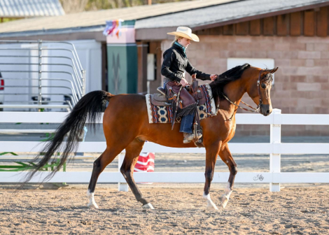 HorseID: 2304322 Dare To Dream PA+/ - PhotoID: 1087272