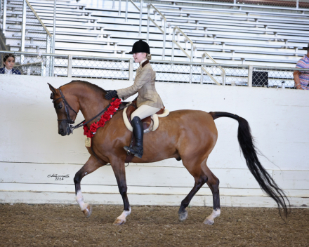 HorseID: 2304322 Dare To Dream PA+/ - PhotoID: 1087273