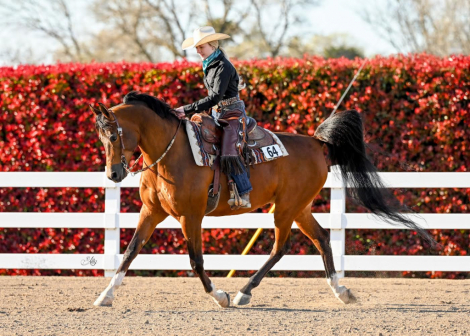 HorseID: 2304322 Dare To Dream PA+/ - PhotoID: 1087274