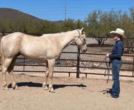 HorseID: 2304326 Rambling Gold Duster - PhotoID: 1087368