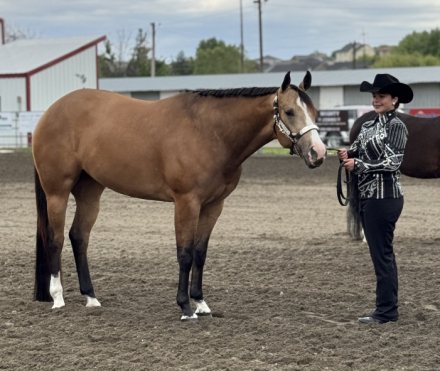 HorseID: 2304331 SHEZA FAVORD MACHINE - PhotoID: 1087280