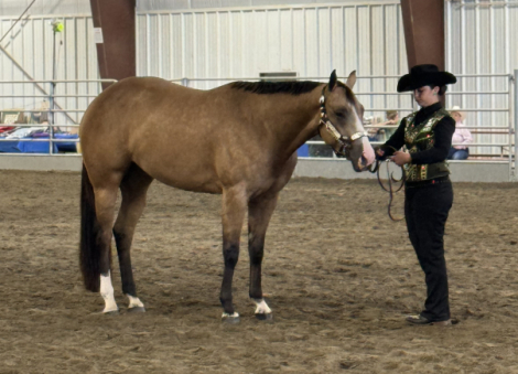 HorseID: 2304331 SHEZA FAVORD MACHINE - PhotoID: 1087281