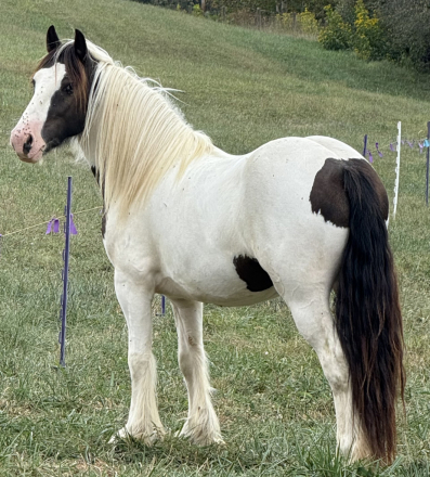 HorseID: 2304336 FKF Asher - PhotoID: 1087287