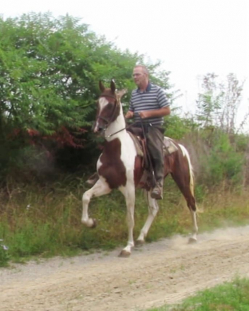 HorseID: 2304337 CHC Cute For Cash - PhotoID: 1087289