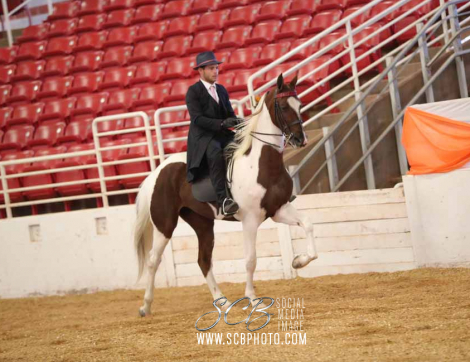 HorseID: 2304337 CHC Cute For Cash - PhotoID: 1087290