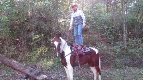 HorseID: 2304337 CHC Cute For Cash - PhotoID: 1087291