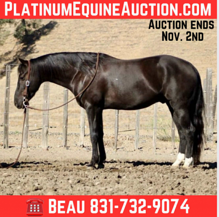 HorseID: 2304338 Blackjack BM - PhotoID: 1087315