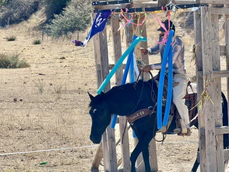 HorseID: 2304338 Blackjack BM - PhotoID: 1087317