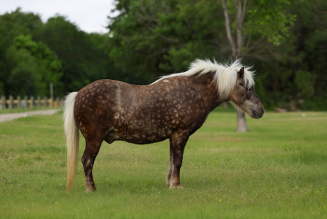 HorseID: 2304338 PORK CHOP - PhotoID: 1099867