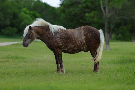 HorseID: 2304338 PORK CHOP - PhotoID: 1099868