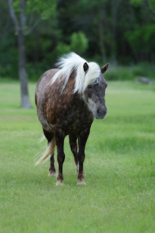 HorseID: 2304338 PORK CHOP - PhotoID: 1099869