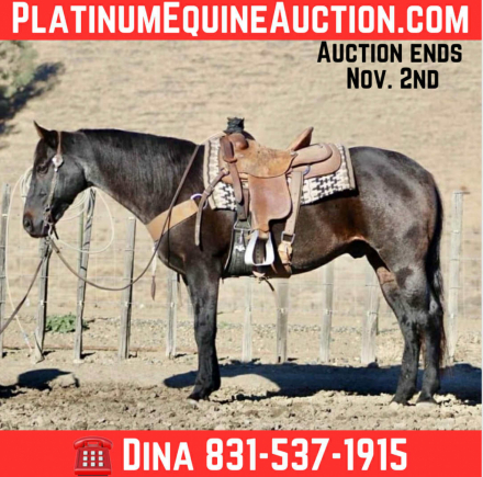 HorseID: 2304339 Blue Topaz LHR - PhotoID: 1087319