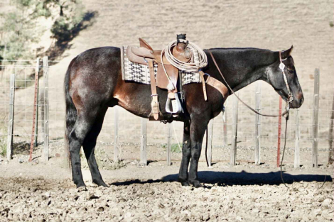 HorseID: 2304339 Blue Topaz LHR - PhotoID: 1087320