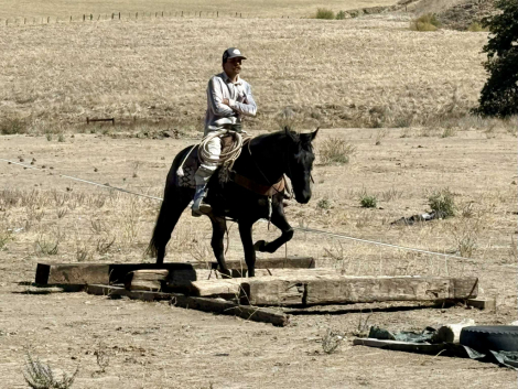 HorseID: 2304339 Blue Topaz LHR - PhotoID: 1087321