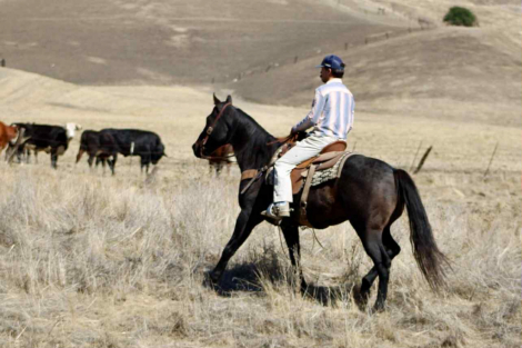 HorseID: 2304339 Blue Topaz LHR - PhotoID: 1087322