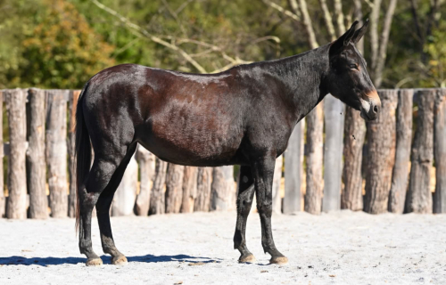 HorseID: 2304339 POLLY POCKET - PhotoID: 1101067