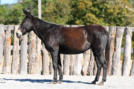 HorseID: 2304339 POLLY POCKET - PhotoID: 1101068