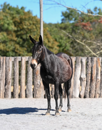 HorseID: 2304339 POLLY POCKET - PhotoID: 1101069
