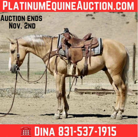 HorseID: 2304340 Bootleg LHR - PhotoID: 1087323