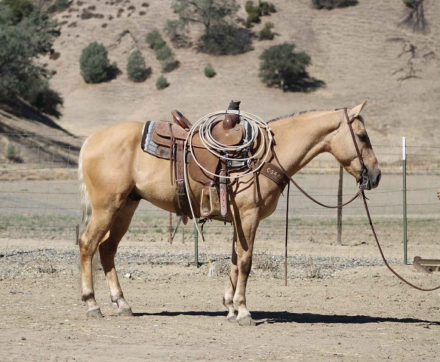 HorseID: 2304340 Bootleg LHR - PhotoID: 1087324