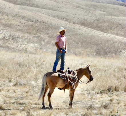 HorseID: 2304340 Bootleg LHR - PhotoID: 1087325