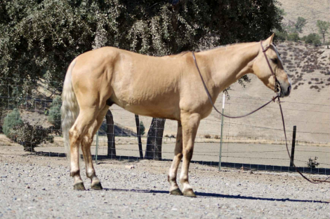 HorseID: 2304340 Bootleg LHR - PhotoID: 1087326