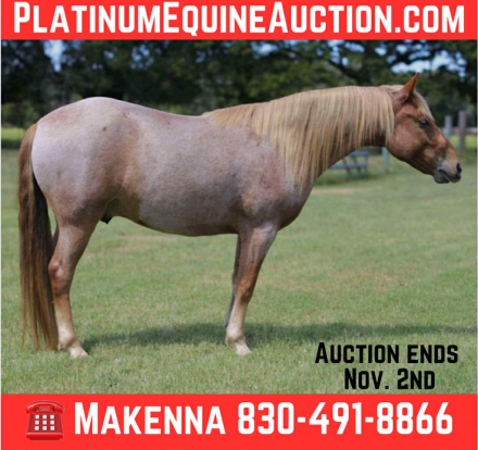 HorseID: 2304341 Reno MK - PhotoID: 1087347