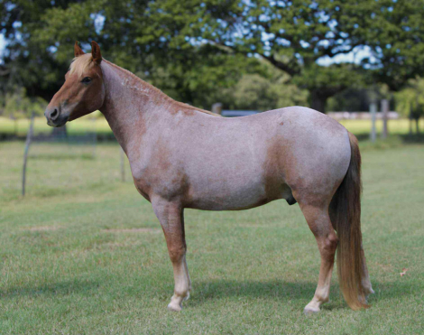 HorseID: 2304341 Reno MK - PhotoID: 1087348