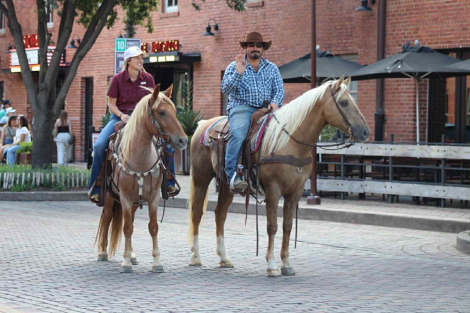 HorseID: 2304341 Reno MK - PhotoID: 1087349