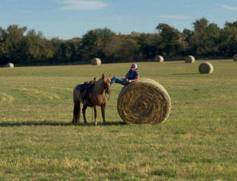 HorseID: 2304341 Reno MK - PhotoID: 1087350