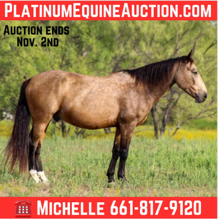 HorseID: 2304342 Deputy M$ - PhotoID: 1087335