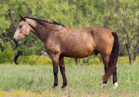 HorseID: 2304342 Deputy M$ - PhotoID: 1087336