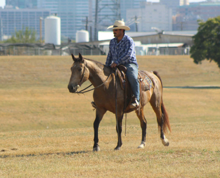 HorseID: 2304342 Deputy M$ - PhotoID: 1087337