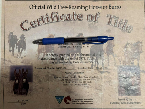 HorseID: 2304342 Deputy M$ - PhotoID: 1087338