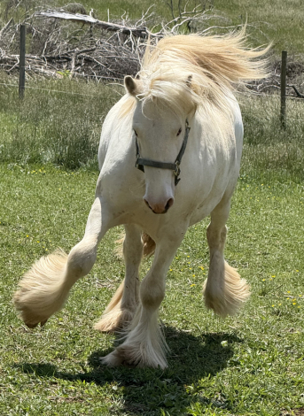 HorseID: 2304343 FKF Arctic - PhotoID: 1087292