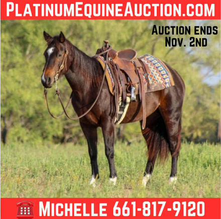 HorseID: 2304344 Willow M$ - PhotoID: 1087351