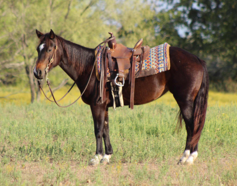 HorseID: 2304344 Willow M$ - PhotoID: 1087352