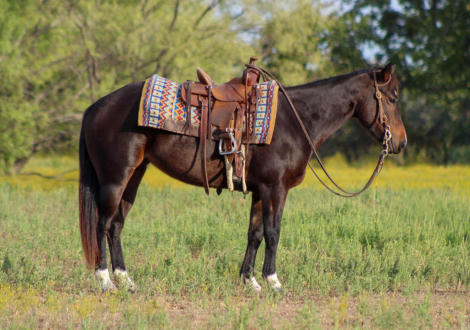 HorseID: 2304344 Willow M$ - PhotoID: 1087353