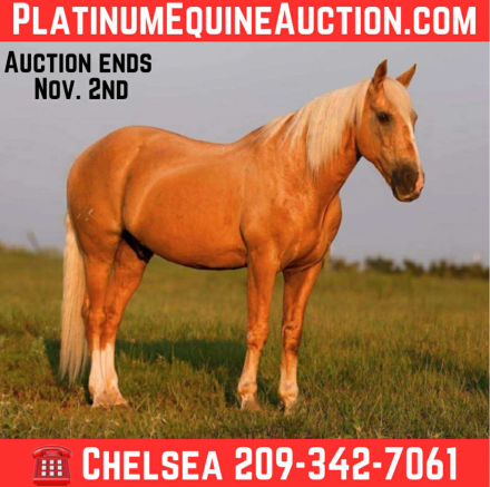 HorseID: 2304345 Chance CHR - PhotoID: 1087327