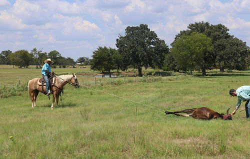 HorseID: 2304345 Chance CHR - PhotoID: 1087328