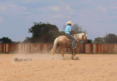 HorseID: 2304345 Chance CHR - PhotoID: 1087329