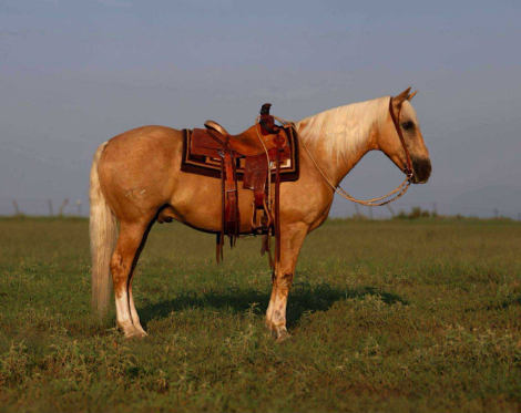 HorseID: 2304345 Chance CHR - PhotoID: 1087330