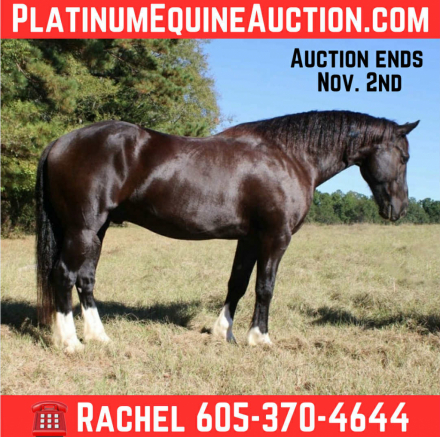 HorseID: 2304346 Hercules TR - PhotoID: 1087343