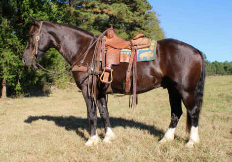 HorseID: 2304346 Hercules TR - PhotoID: 1087344