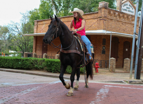 HorseID: 2304346 Hercules TR - PhotoID: 1087345