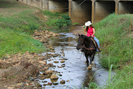 HorseID: 2304346 Hercules TR - PhotoID: 1087346