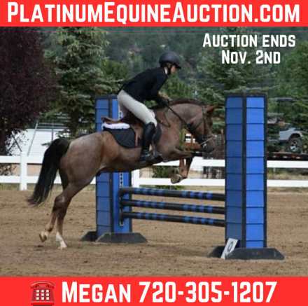 HorseID: 2304347 Charley MS - PhotoID: 1087331