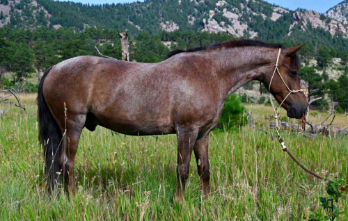 HorseID: 2304347 Charley MS - PhotoID: 1087332