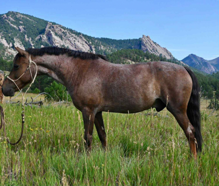 HorseID: 2304347 Charley MS - PhotoID: 1087333